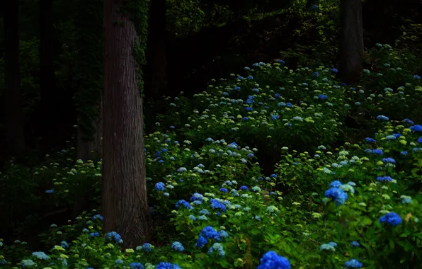 Greens, forest, summer, leaves, trees, flowers, nature, Park