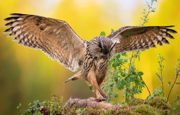 Leaves, branches, pose, owl, bird, moss, wings, feathers