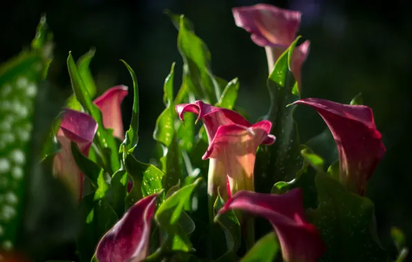Picture light, flowers, pink, bokeh, Calla lilies