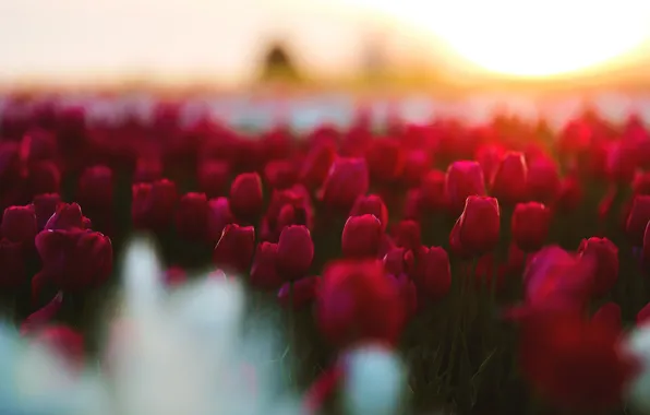 Picture red, flowers, light, blur, tulips, bokeh, Tulip field, spring