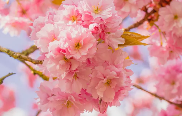Leaves, macro, light, flowers, tenderness, branch, spring, Sakura