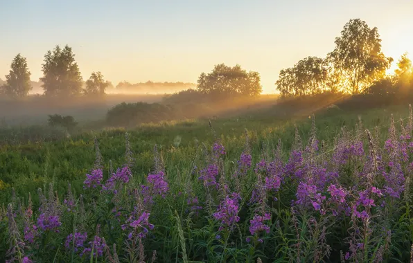 Field, summer, trees, flowers, fog, web, morning, Ivan-tea