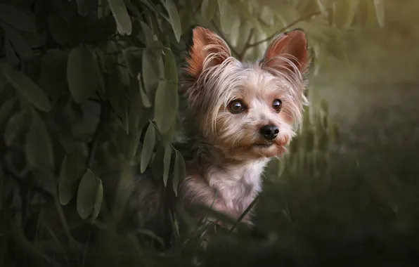 Look, leaves, branches, nature, portrait, dog, face, the bushes