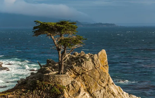 Picture rock, tree, coast, CA, California, The Pacific ocean, cypress, Monterey