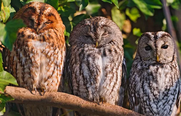 Picture birds, branch, owls
