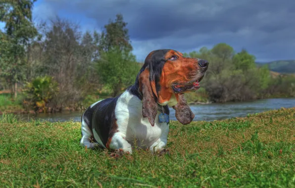 Picture grass, nature, river, dog, The Basset hound