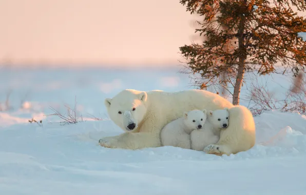 Bear, bears, polar bears, bear, in the North
