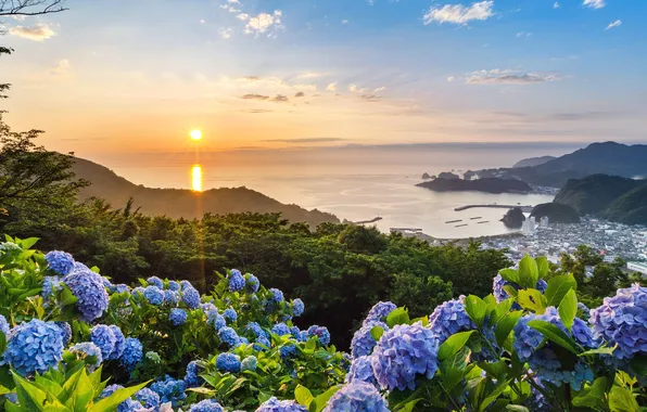 Sea, the sky, the sun, clouds, flowers, beauty, horizon, Shizuoka Prefecture
