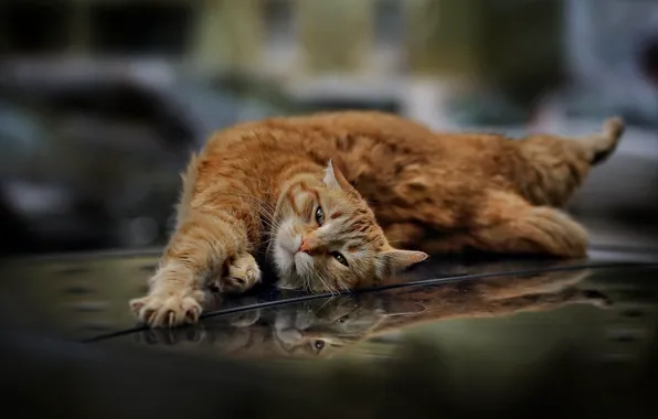 Picture cat, reflection, red, potyagushki, cat, on the hood