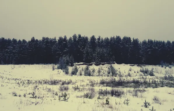 Picture winter, forest, snow, pine, tree, Bor, Vologda oblast, Totma district