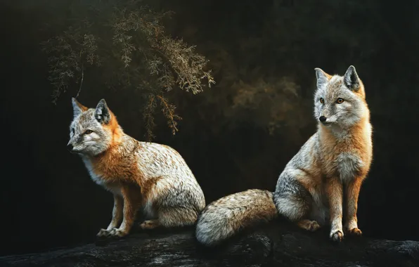 Nature, Fox, Fox, foxes