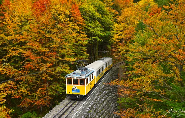 Picture autumn, forest, trees, train, railroad, Germany, Wendelstein Rack Railway, Maarten Schoubben
