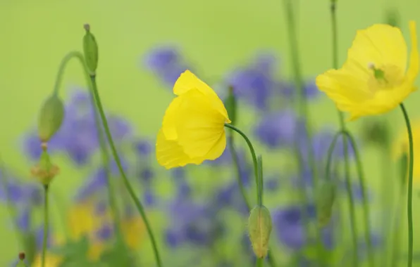 Field, flowers, Maki, yellow, seeds, buds