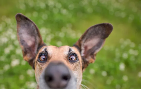 Picture Dog, Look, Nose, Dog, Animal, Ears, Closeup, Face