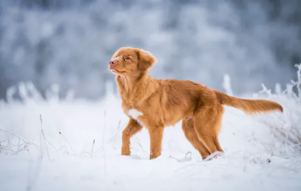 Winter, frost, field, look, snow, nature, pose, dog