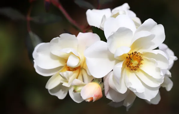 Picture flowers, branches, the dark background, roses, white