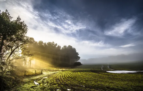 Field, light, nature, spring, morning