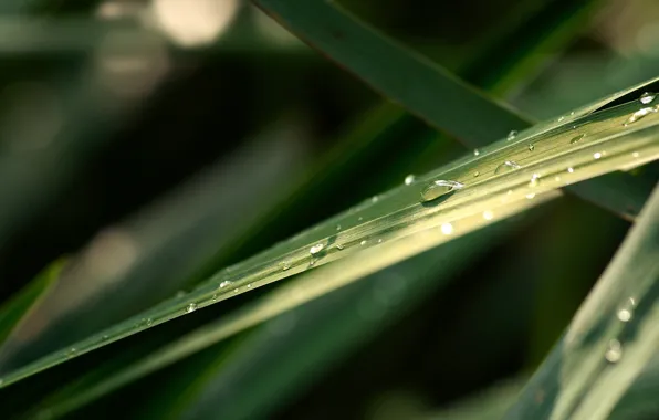 Picture greens, drops, sheet, 151