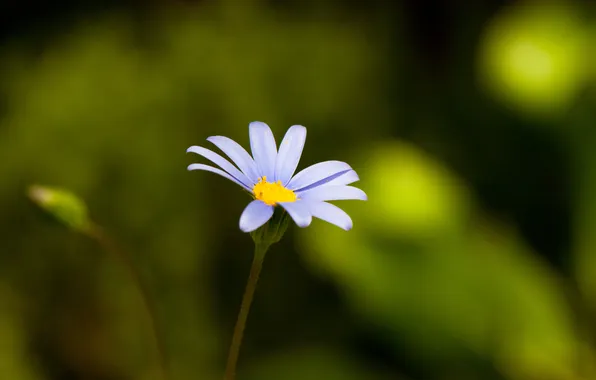 Flower, blue, green, glare, background, one, yellow, razmytost