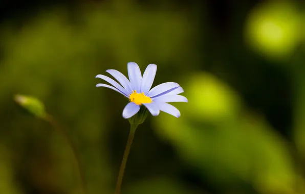 Picture flower, blue, green, glare, background, one, yellow, razmytost