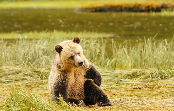 Forest, nature, bear