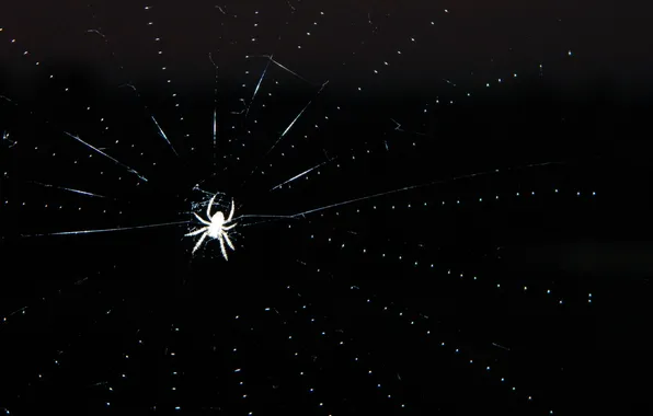 Picture macro, night, web, spider, spider