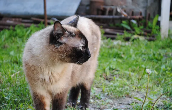 Cat, Cat, Siamese