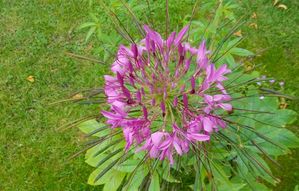 Flower, grass, flowers, widescreen, Wallpaper, wallpaper, widescreen, background