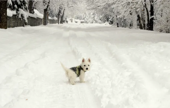 Picture Winter, Snow, Dog, Dog, Winter, Frost, Snow, The West highland white Terrier