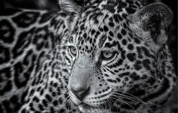 Picture portrait, Jaguar, teen