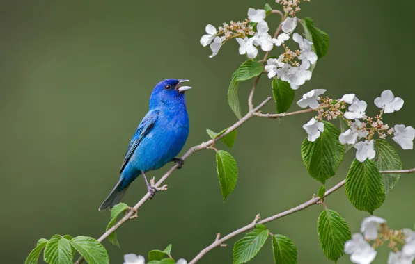 Picture leaves, branches, background, bird, flowering, flowers, Indigo sancopy cardinal, Hortensia