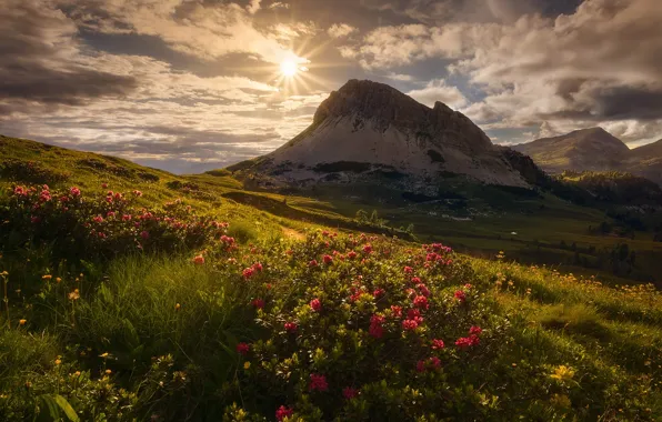 Picture the sky, grass, the sun, clouds, flowers, mountains, Alps, Italy