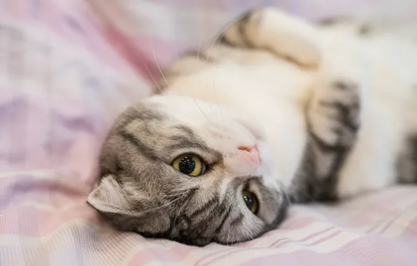 Cat, eyes, cat, look, sweetheart, bed, portrait, muzzle
