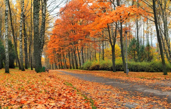 Autumn, forest, leaves, trees, Park, yellow, alley, benches