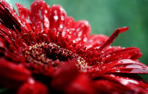Flower, drops, macro, red, plant, petals