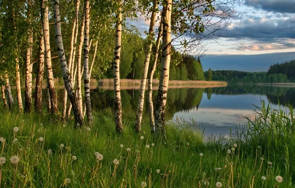 Forest, grass, nature, lake, shore, birch