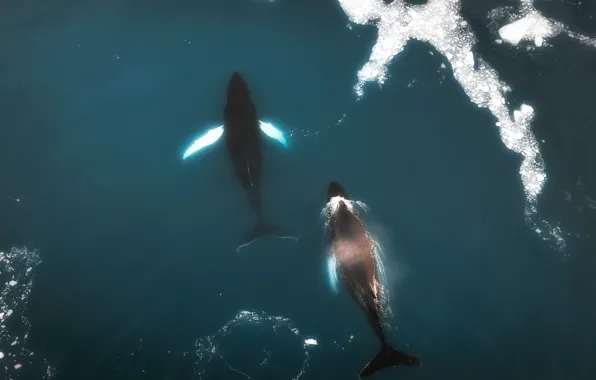 Greenland, Avannaata, Pitorqeq, Fly over the whales