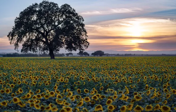 Field, sunflowers, sunset, tree