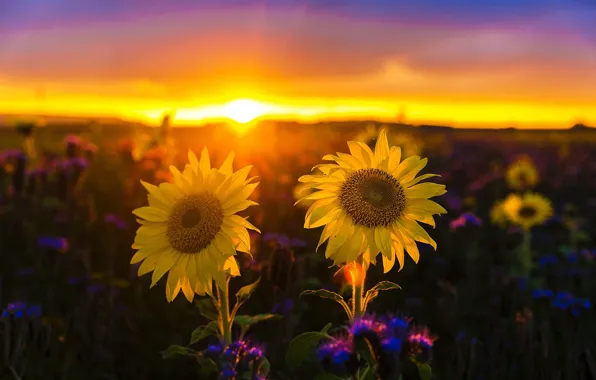 Field, the sky, the sun, sunflowers, sunset, flowers, yellow, bokeh