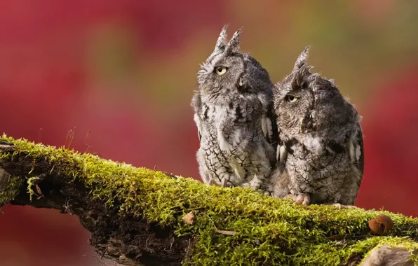 Birds, background, two, moss, branch, owls