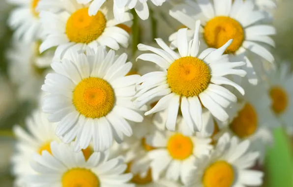 Wallpaper, chamomile, bouquet, spring, field