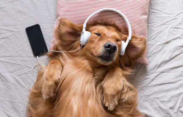 Joy, music, dog, headphones, pillow, phone