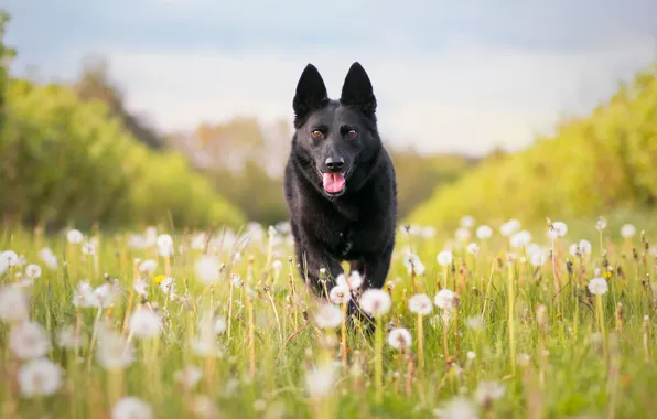 Picture dog, meadow, dandelions, shepherd