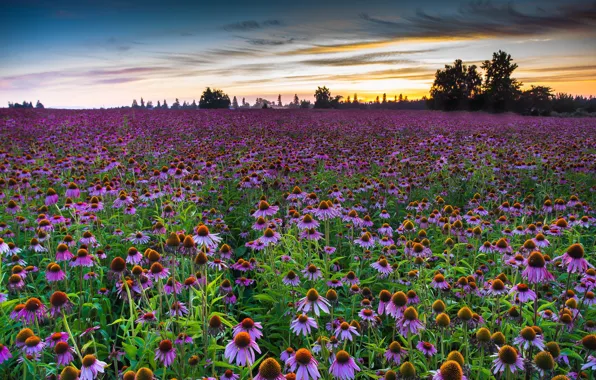 Clouds, flowers, pink, plantation, Echinacea