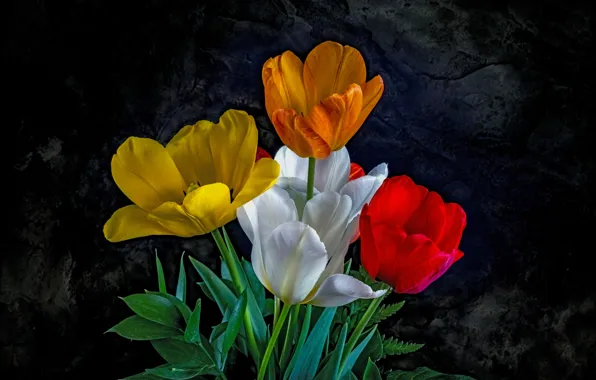 Picture white, flowers, orange, yellow, red, the dark background, bouquet, tulips