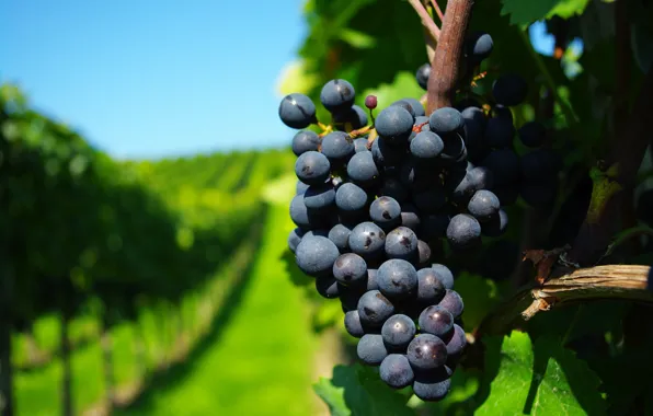 Picture branches, grapes, the vineyards, Grona, lsta