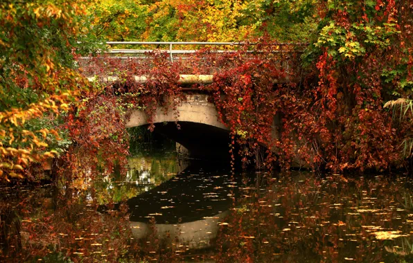 Picture bridge, pond, vines