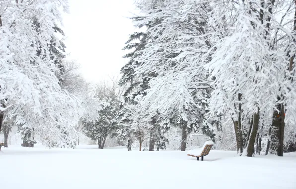 Picture winter, frost, forest, the sky, snow, trees, bench, branches