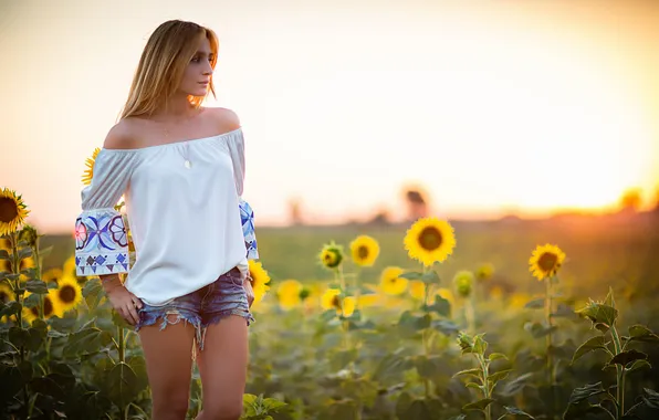 Picture field, summer, girl, sunflowers