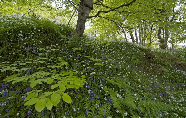 Greens, summer, nature